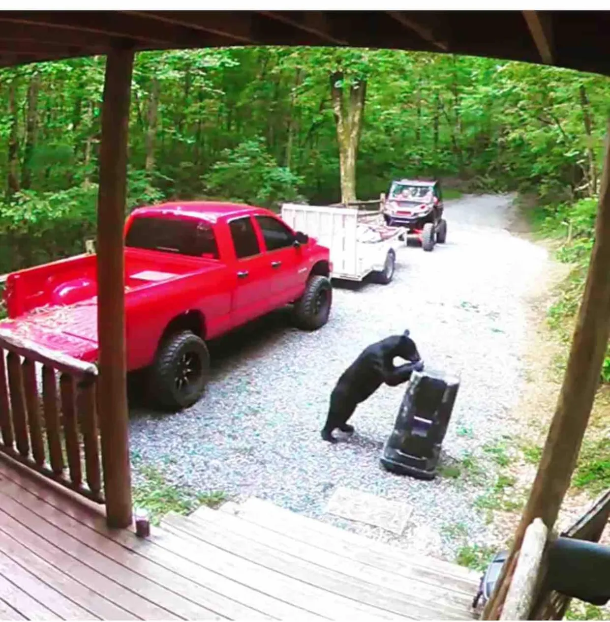 This exterior image captures a black bear exploring near a classic red truck, set against a backdrop of a gravel driveway and a welcoming wooden porch. Towering trees and lush greenery surround the scene, immersing viewers in the wilderness atmosphere of the Smokies.